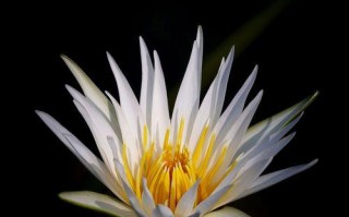 花神的玫瑰园（一个平凡少年与神秘花神的相遇）