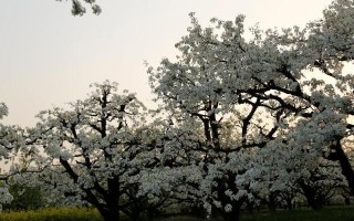 风起时的机遇（一个关于梦想和勇气的故事）