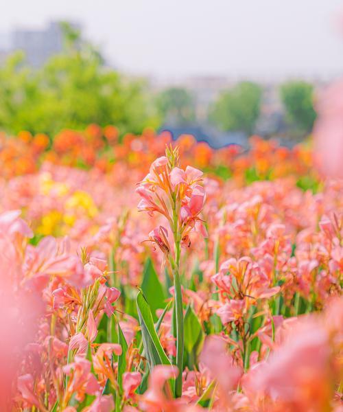 记忆中的花海（孩童时代的美好时光）-第3张图片-学作网