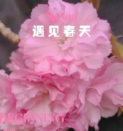 美好的陪伴（给我温暖的力量）-第1张图片-学作网