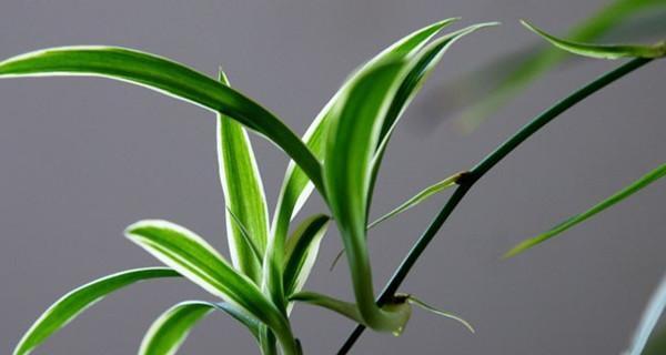 从一株吊兰的成长说起（从一株吊兰的成长说起）-第3张图片-学作网