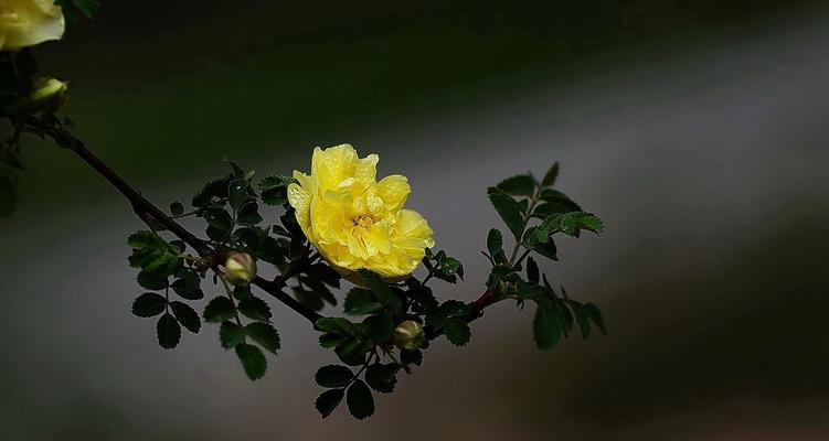 友情之花——两位老朋友的故事-第3张图片-学作网