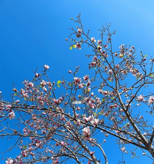 小诚信之花的成长历程（以诚信之花为主题的小故事）-第2张图片-学作网
