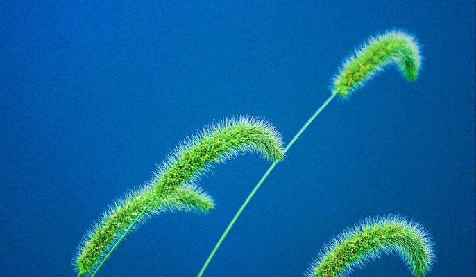 小草的启示（勇敢面对挑战，茁壮成长）-第2张图片-学作网