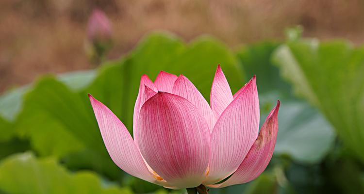 莲花的神秘力量（探索人类情感的纯洁之源）-第1张图片-学作网