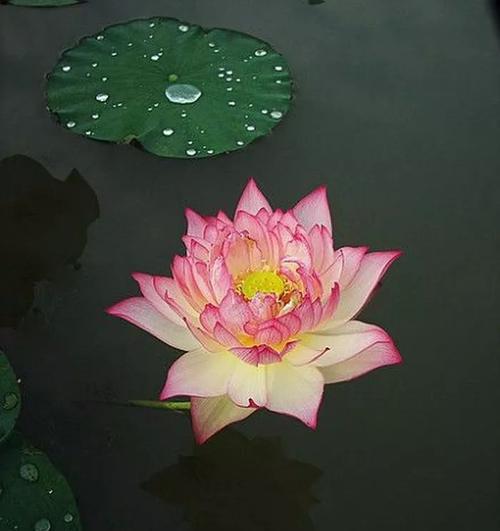 莲花的神秘力量（探索人类情感的纯洁之源）-第2张图片-学作网