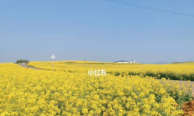 春暖人心（一个充满温馨的春天故事）-第3张图片-学作网