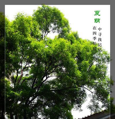 飘荡在记忆里（人生中的点滴美好）-第3张图片-学作网