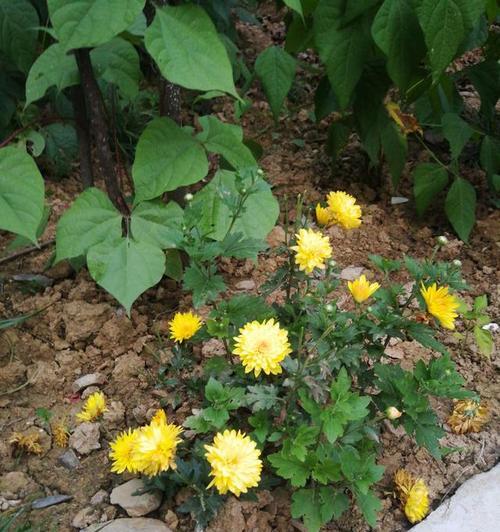 院子里的菊花（花开花落，生命之美）-第1张图片-学作网