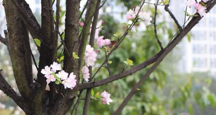 春之邂逅（一个温暖的春天，一个美好的邂逅）-第2张图片-学作网