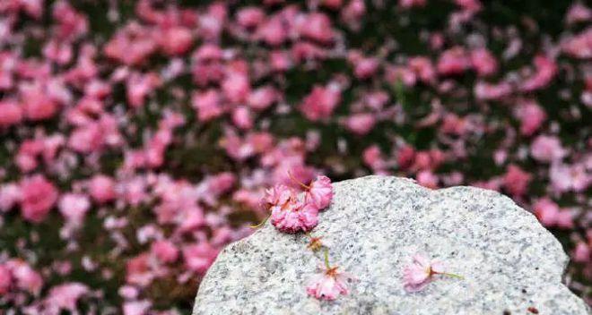 芬芳久久留（记忆中的味道）-第1张图片-学作网