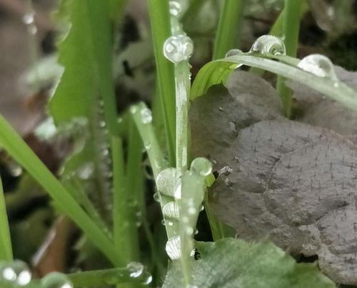 生命力顽强的小草（生命力顽强的小草）-第3张图片-学作网