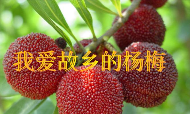 我爱故乡的苹果——一段感人的故事-第2张图片-学作网