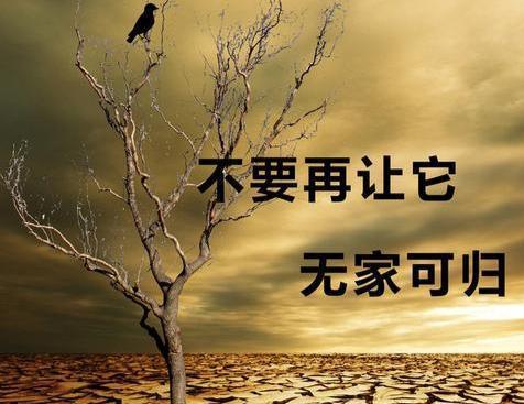 爱地球的小木匠（如何带动村民共同保护家园）-第3张图片-学作网