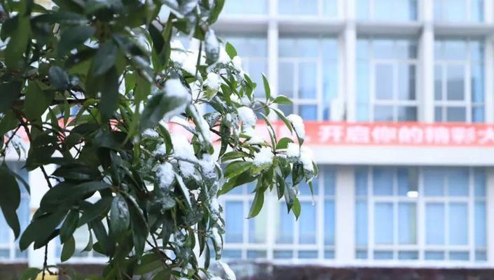 冬日的校园风光（寂静与美丽）-第2张图片-学作网