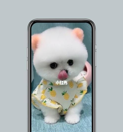 调皮的小猴子（一个山里的小淘气）-第2张图片-学作网