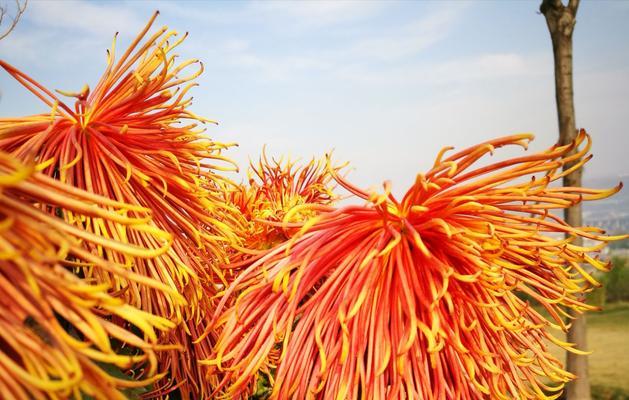 花开傲然（傲然挺立的身姿，留下独特的痕迹）-第1张图片-学作网