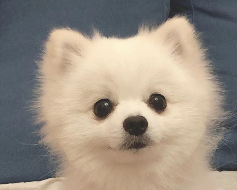 TheSecretofRaisingaPuppy（AHeartwarmingTaleofLoveandLearning）-第3张图片-学作网