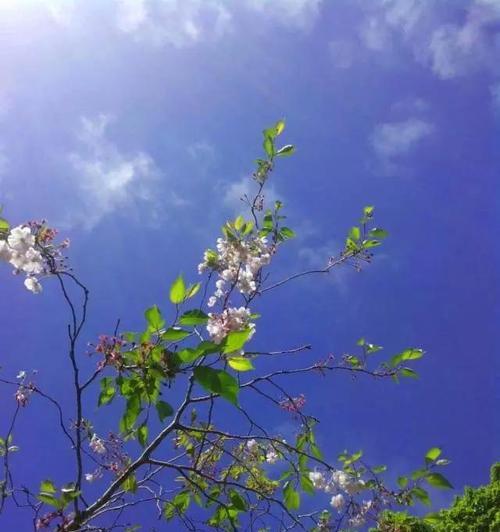 那些难忘的芬芳（故事里的美好记忆）-第2张图片-学作网