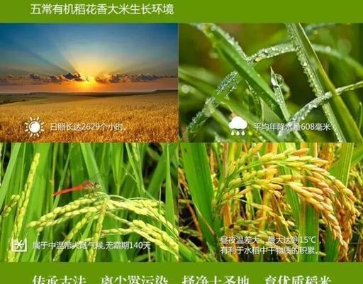 绿色健康的故事（从一个独身女子到环保志愿者）-第1张图片-学作网