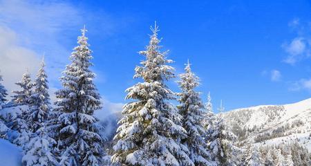 冬日的雪（白色的世界，纯粹的美感）-第3张图片-学作网