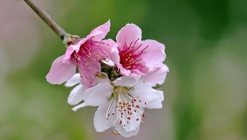 芳华如梦，青春不老（一个女孩的青春故事）-第3张图片-学作网