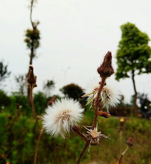 芬芳之旅（在大自然中领略芬芳的魅力）-第3张图片-学作网