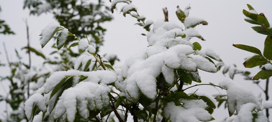 初雪降临奇妙的一天（白雪皑皑意外惊喜）-第2张图片-学作网