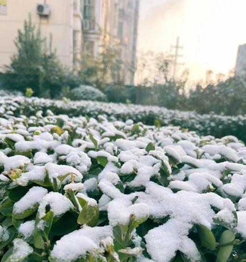 初雪降临奇妙的一天（白雪皑皑意外惊喜）-第3张图片-学作网