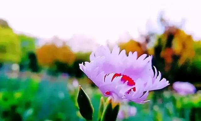 守望他的芬芳（一个成长过程中的故事）-第2张图片-学作网