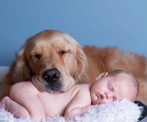 与小豆的爱情故事（一只金毛猎犬和它的主人）-第1张图片-学作网