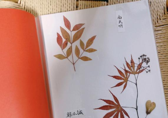 发现春天的礼物（探索春天的美丽和神奇）-第3张图片-学作网