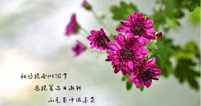 花开富贵（一个有关菊花的故事）-第3张图片-学作网