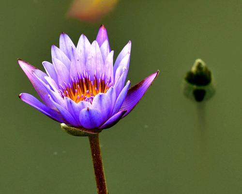 茉莉花海，新人相遇（茉莉花海，新人相遇）-第3张图片-学作网
