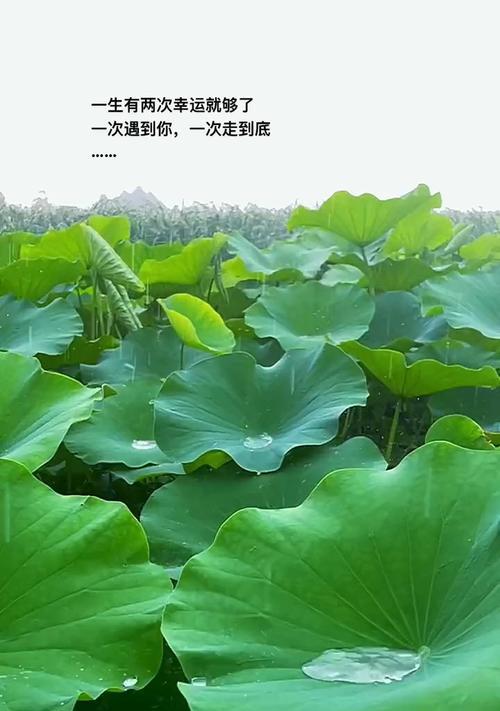 错过的风景，错过的人生（一个追梦者的遗憾）-第2张图片-学作网