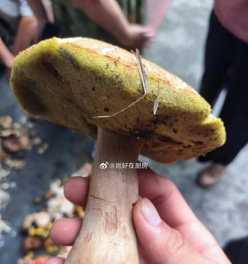 大自然的奉献（一朵花的故事）-第1张图片-学作网