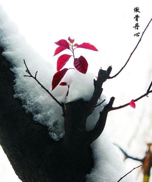 无雪冬天的追忆（心之所向，雪之所至）-第3张图片-学作网