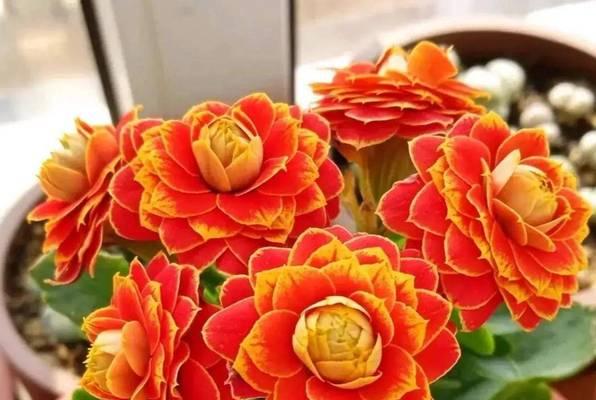 花开，花落-第2张图片-学作网