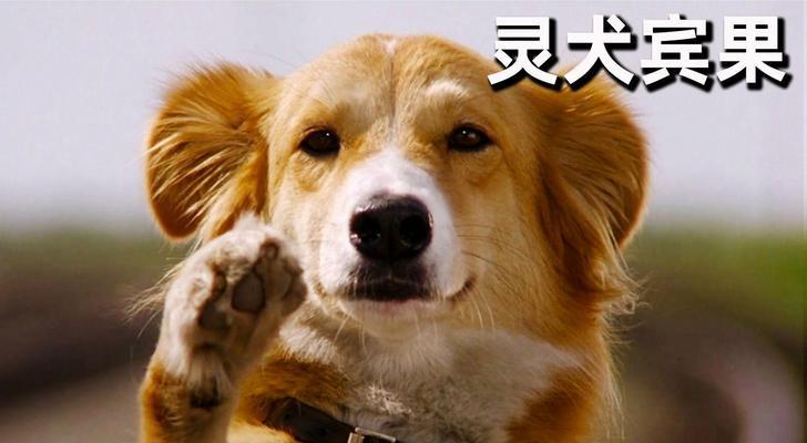 我与狗狗的故事（陪伴，是最长情的告白）-第2张图片-学作网