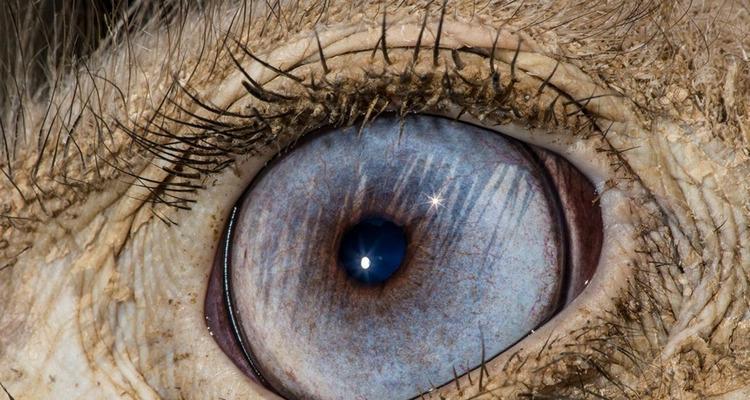 TheWorldintheEyesoftheSoul（AStoryaboutPerceptionandInnerVision）-第1张图片-学作网