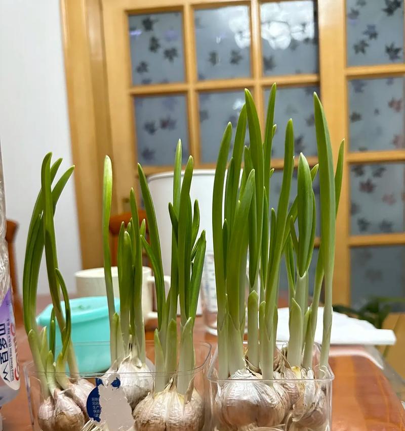生命的力量（一只蝴蝶的成长故事）-第2张图片-学作网