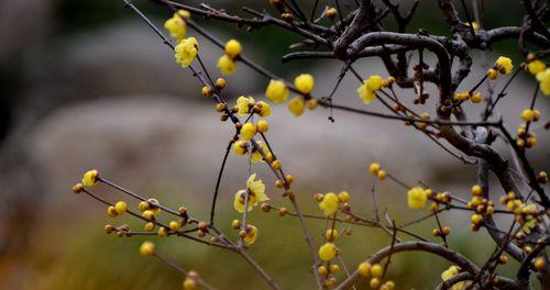 寒冬有梅（一朵小小的梅花）-第2张图片-学作网