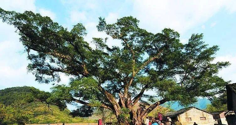 远离故土的思念（远离故土的思念）-第3张图片-学作网