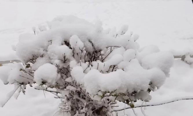 《这个冬天真美》——留下记忆的雪地故事-第1张图片-学作网