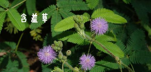 含羞草的神奇世界-第2张图片-学作网