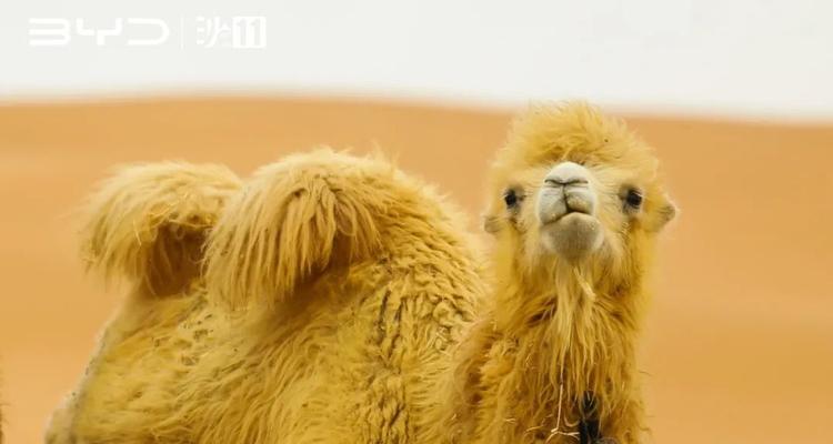 等待梦想的旅程（一个人的坚持与追求）-第3张图片-学作网