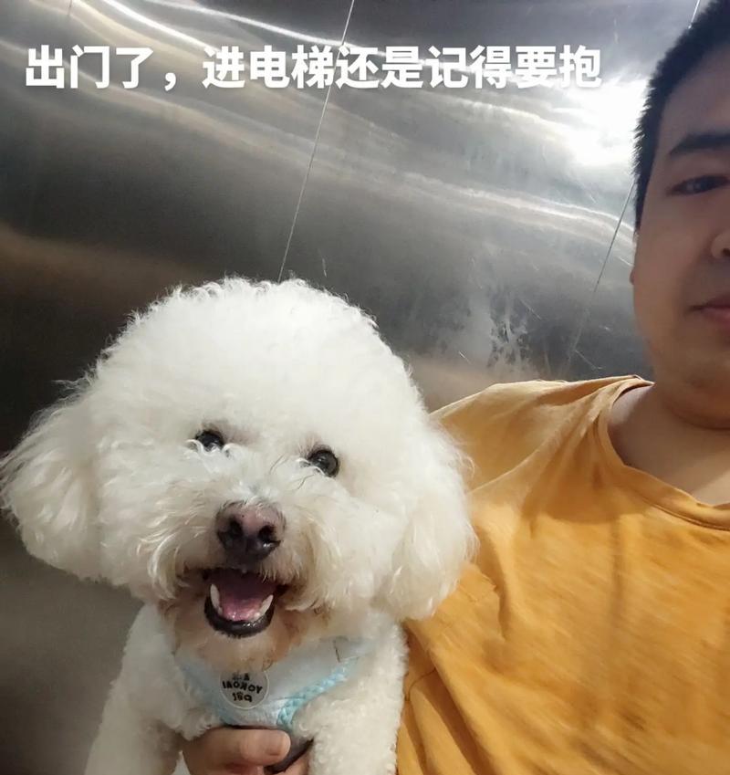 小狗的奇遇记（一只小狗的成长故事）-第1张图片-学作网
