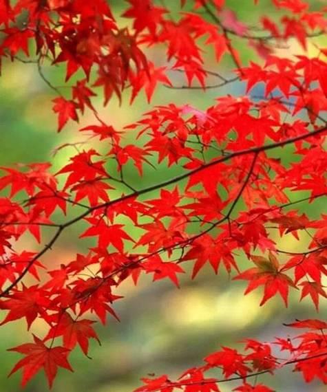 真正的朋友（一份陪伴的珍贵）-第1张图片-学作网