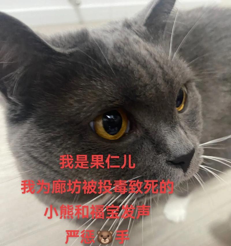 爱护野生动物的故事（一只被遗弃的小熊猫的成长历程）-第3张图片-学作网