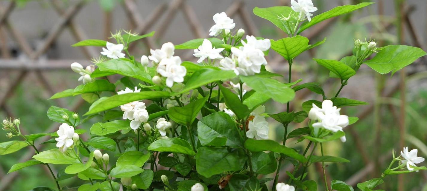 茉莉花恋（以美丽的茉莉花为主题写一篇小故事）-第1张图片-学作网